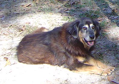 Good Dog