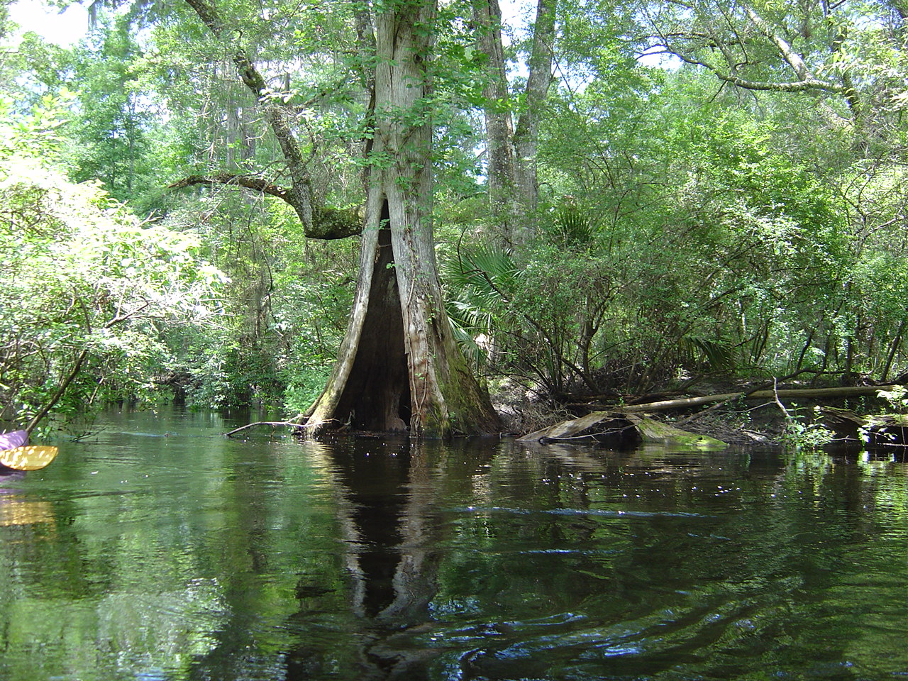 Econfina River, Taylor County, FL